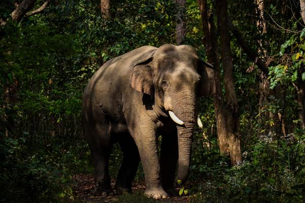 INTACH’s Gaja-Lok initiative opens new dialogue on Asia’s cultural and ecological connection with elephants