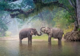 Gajaraj: India’s enduring symbol of nature and conservation