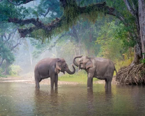 Gajaraj: India’s enduring symbol of nature and conservation
