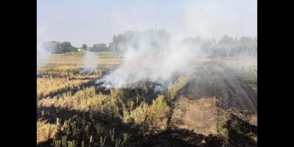 Farm fires account for just 3–5% of Delhi’s PM2.5 this winter, CPCB Data Shows